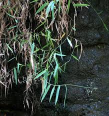 Image result for Panicum hymeniochilum