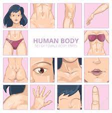 Human body, the physical substance of the human organism. Female Body Parts In Cartoon Style Vector Icons Set Body Girl Royalty Free Cliparts Vectors And Stock Illustration Image 58813366