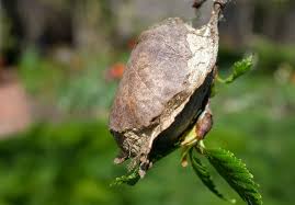 The larvae (caterpillars) are also green. Polyphemus Moth Good Morning Gloucester