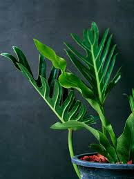 No maintenance and a tropical look with dark green leaves. Xanadu Philodendron Winterbourn Plants Buying Growing Guide Trees Com