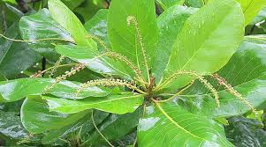 Les Nombreuses Vertus De La Prune De Kakadu Supplement Alimentaire Systeme Immunitaire Prune