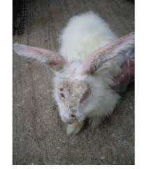 Image result for scabies rabbits ears