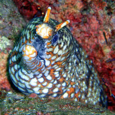 Leopard Moray Image By Nemo S Great Uncle Location Tagatagun Shizuoka Prefecture Japan 23 10 2005 トラウツボ Tora Ocean Creatures Beneath The Sea Sea Animals