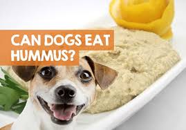 Check spelling or type a new query. Can Dogs Eat Hummus Safely What Happens When They Do