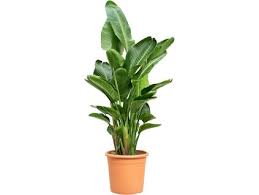 Image result for Kořenokvětka Aspidistra
