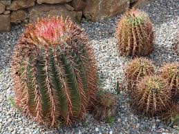To avoid snapping the needle, do your best to remove it in a. 59 Different Succulent Types With Names And Pictures Florgeous