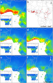 Image result for Chasmanthera dependens