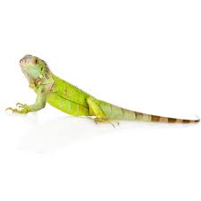 Each of the reptiles for sale at petco will have a unique set. Iguana Iguana Iguana Petco