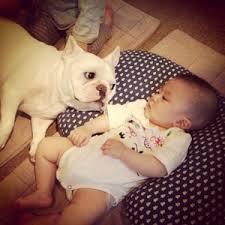 They adore being in kids' vicinity and consider them for their best playmates. Are French Bulldogs Good With Kids What The Frenchie