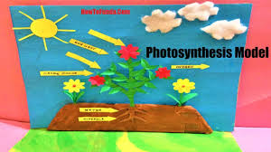Photosynthesis Model Project School Science Exhibition For Students Science Fair Model