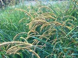 Image result for Setaria incrassata