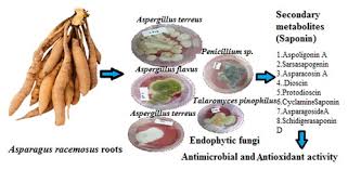 Image result for Asparagus aspergillus