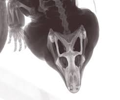 Black And White Tegu Lizard Sc Tegu Lizard Ct Scan Tegu Lizard Lizard Tegu
