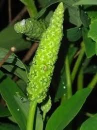 Image result for Sphenoclea zeylanica