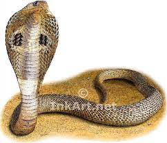 Indian Cobra Naja Naja Line Art And Full Color Illustrations Indian Cobra Snake Illustration Illustration