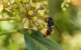Se débarrasser des frelons naturellement. Des Frelons Asiatiques A Paris Ville De Paris