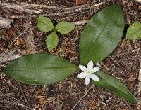 Image result for Pearsonia uniflora