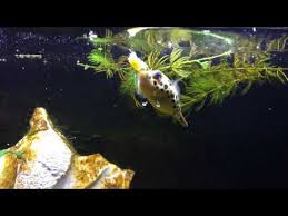 Free for commercial use no attribution required high quality images. Freshwater Puffer Fish Care Guide Tank Setup Breeding