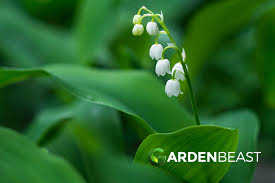 They have been part of the start of may events which have occurred in 2009, 2010, 2011, 2013, 2015, 2016, 2018, 2019, and 2020. Complete Guide To Lily Of The Valley How To Grow And Care For