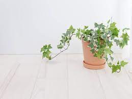 How do you care for an indoor ivy plant? Tips For Growing Ivy Indoors Hedera Helix Watering Care Guide