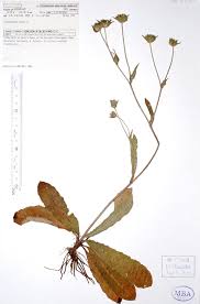 Image result for Elephantopus scaber