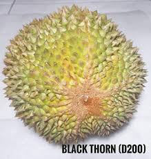 Durian duri hitam ochee d 200. Durian Duri Hitam Black Thorn Ochee Leira Buah Tropis Facebook