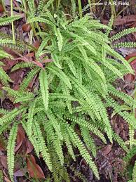 Image result for Adiantum hispidulum
