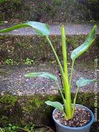 Image result for Strelitzia alba