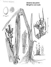 Image result for Scleria lacustris