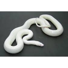 Black And White Corn Snake For Sale Pin On My Polyvore Finds