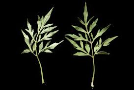 Image result for Bidens oligoflora