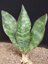 Image result for Sansevieria hyacinthoides