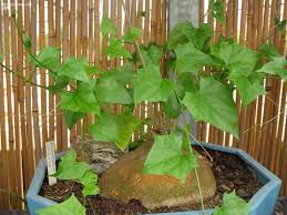 Image result for Gerrardanthus lobatus