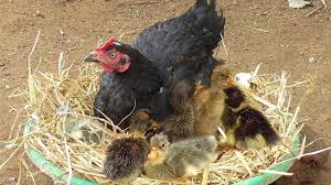 Hatching duck eggs is not difficult or complicated. Hen Harvesting Eggs To Duck Chicks Homemade Hatching Duck Eggs By Murgi Hen Fishcutting Youtube