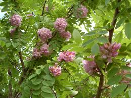 Image result for Robinia