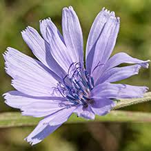 Image result for Ornithogalum flexuosum