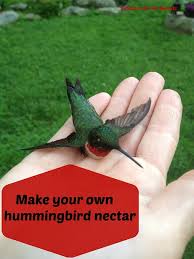 May 07, 2021 · the homemade hummingbird food will ferment quickly in the hot sun, so be sure to locate the feeder in a shady spot — one that doesn't hang in the direct sun all day. How To Make Hummingbird Nectar Feathers In The Woods