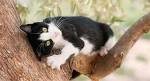 The Tuxedo Cat - Cat Breeds Encyclopedia