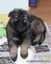 Find a shiloh shepherd breeder in ohio. Shiloh Shepherd Dog Breed Information And Pictures Shiloh Shepherd Shiloh Shepherd Dog Shepherd Dog Breeds