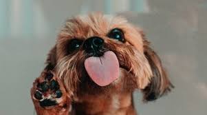A dog licking his lips. Dog Keeps Licking Lips And Swallowing