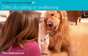 This cancer can be difficult to deal with, and your dog could have symptoms associated with toxins released from malignant mast cells, such as stomach ulcers, resulting from histamine release. 10 Signs Of Cancer In Dogs