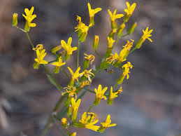 Image result for Crepis newii