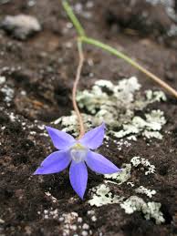 Image result for Wahlenbergia