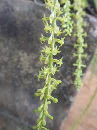 Image result for Diaphananthe