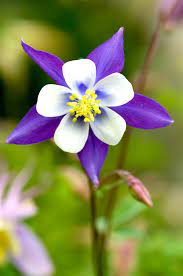 Fill your cart with color today! Columbine Better Homes Gardens