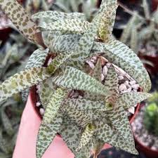 Image result for Ledebouria Unidentified sp. no5.