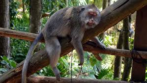 मानिसलाई किन मनपर्छ रक्सी ? 'मातेका' बाँदरलाई हेरेर वैज्ञानिकले अनुसन्धान  गर्ने | Ratopati