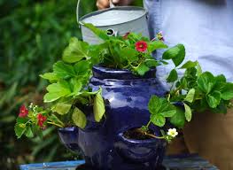 Comment arroser un fraisier en pot. Comment Planter Des Fraisiers Sur Son Balcon Ou Sa Terrasse