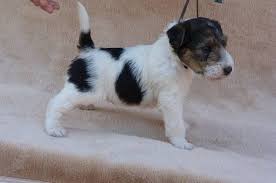 Image result for foxterier drsnosrstý