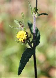 Image result for Sigesbeckia